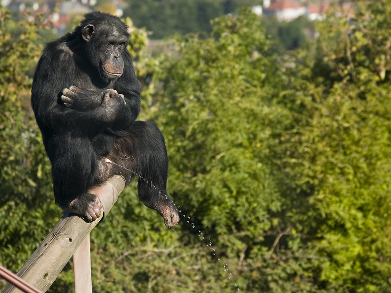 Chimpanzee Urinating